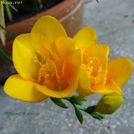 frezie_1247564449[2]