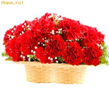 Garoafe-Cosulet-cu-garoafe-poza-t-P-n-dreamstime_4957829_1245682204[1] - flori