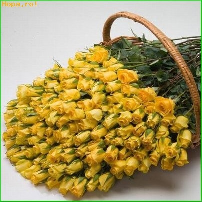 gelozie_1237891884[1] - flori