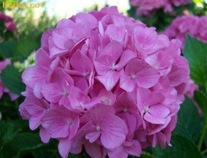 Hortensia_1247563938[2] - flori