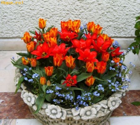 lalele_1247563710[2]