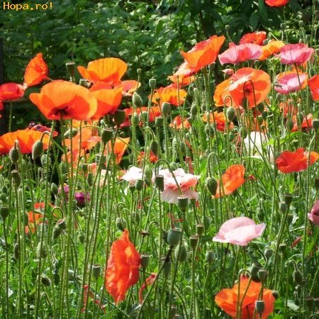 maci_1247566482[1] - flori