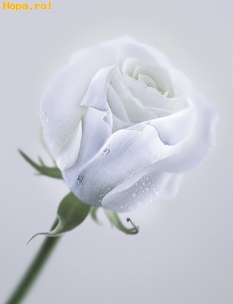 puritate_1235134634_1239619278[2] - flori