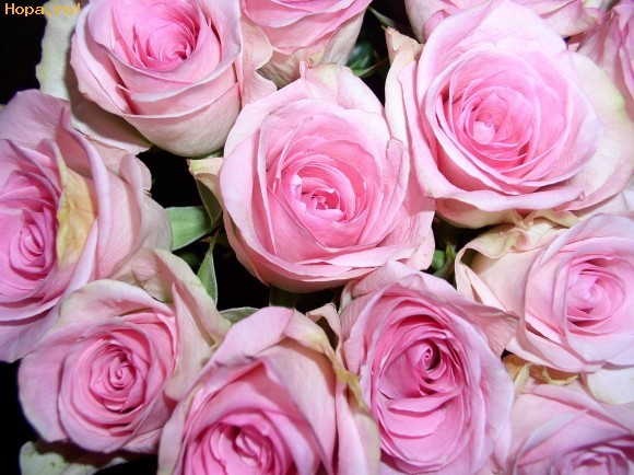 954-roses-wallpaper-trandafiri_1249030606[1]
