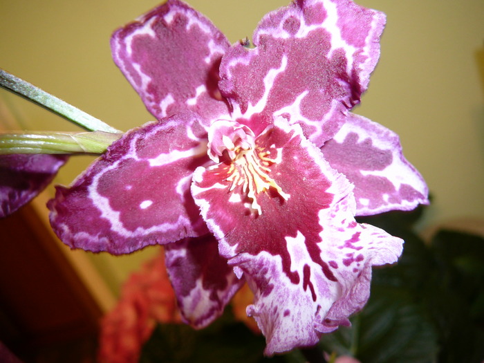 Cambria; Cambria
