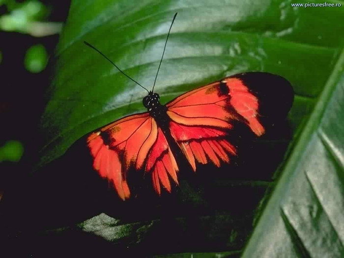 ib_p062_1_10[1] - animale