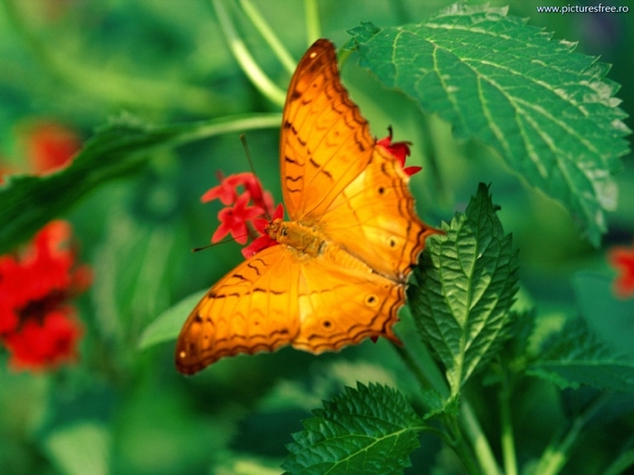 ib_p062_1_25[1]