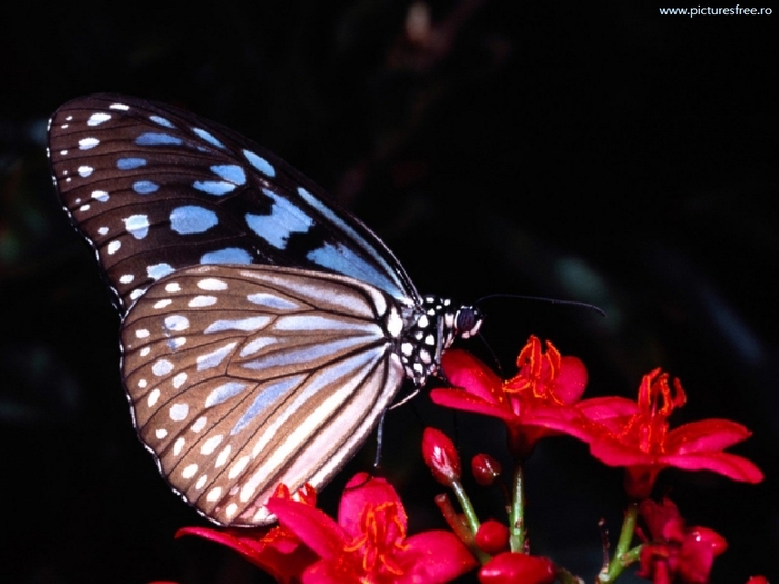 ib_p063_1_1[1]