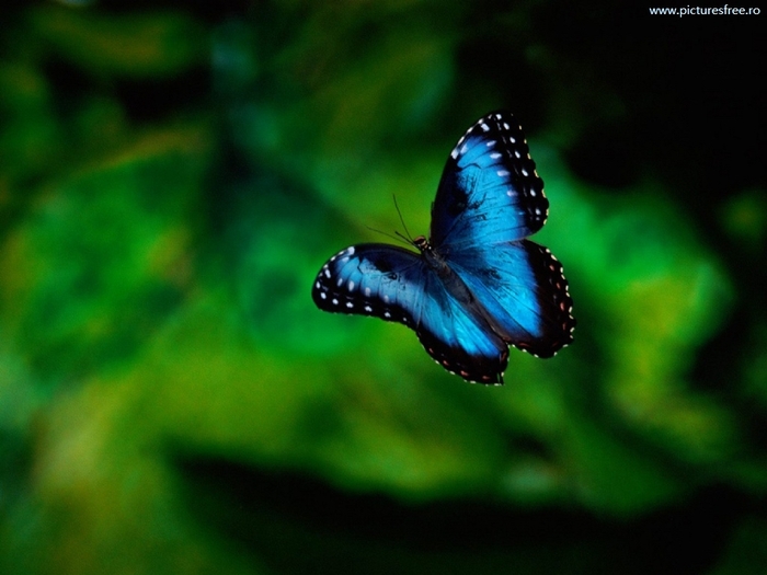 ib_p063_1_14[1]