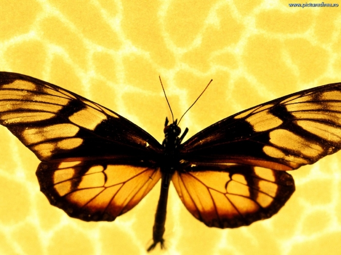 ib_p064_1_5[1]