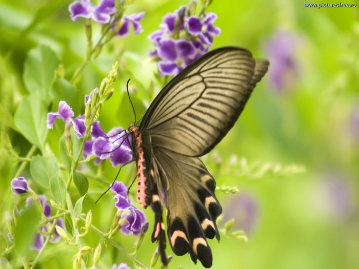 ib_p064_1_25[1]