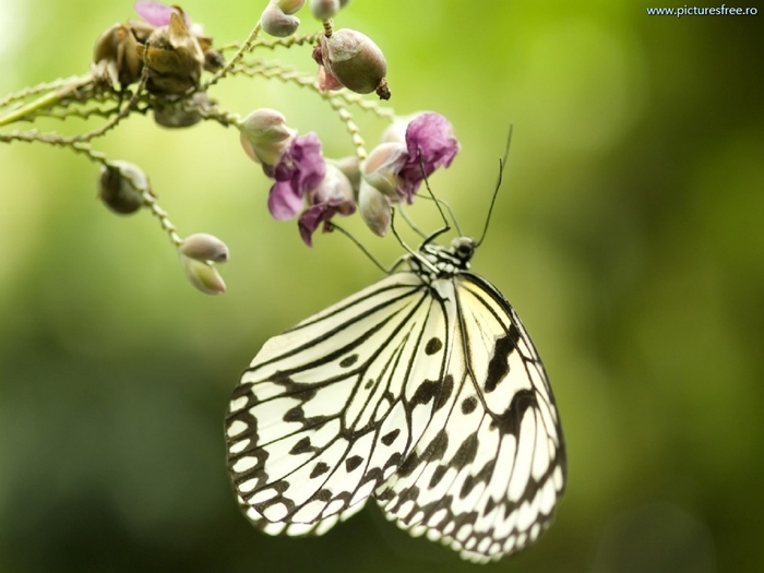 ib_p065_1_3[1]