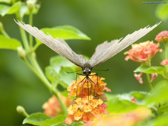 ib_p065_1_4[1]
