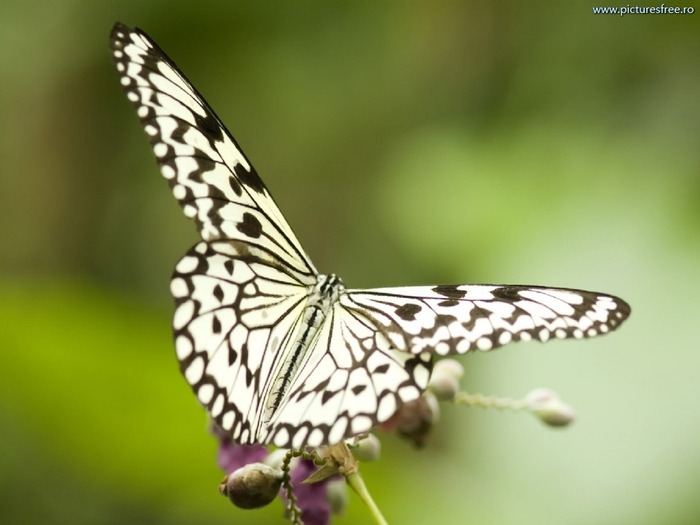 ib_p065_1_6[1]