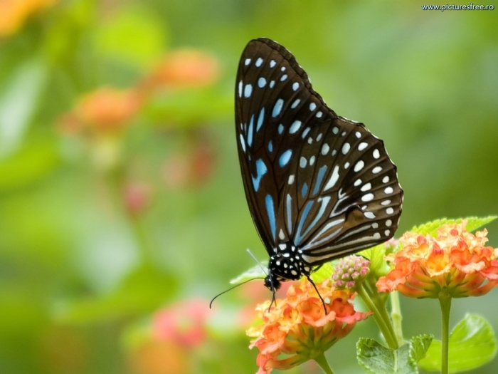 ib_p065_1_8[1]