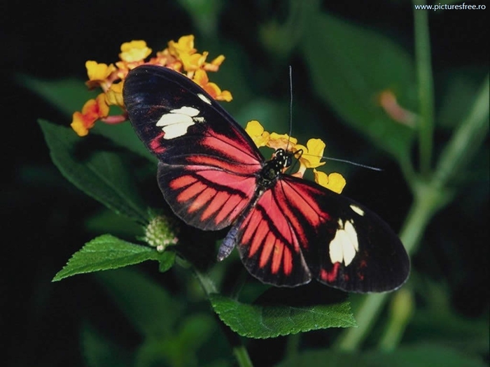 ib_p062_1_7[1]