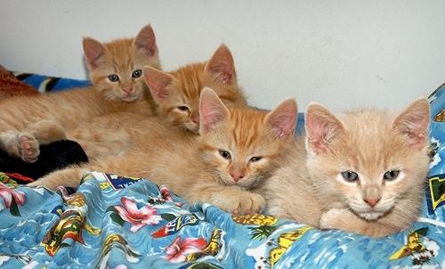 kittens-for-adoption-hoboken