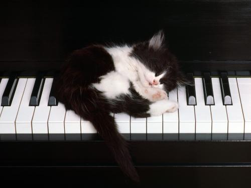 Nicusor cand era mic - cat-dog