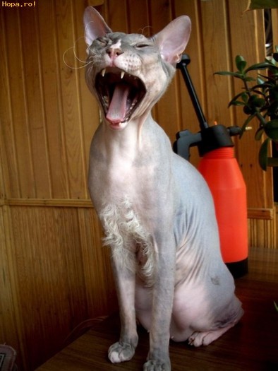 pisica_extraterestra_1192357040 - cat-dog