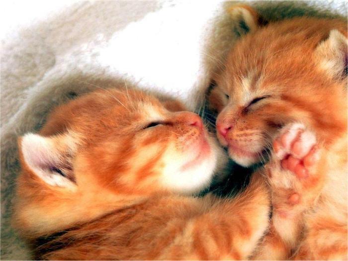 poze_pisici_42 - cat-dog