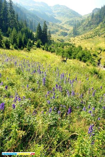 20_in_amontevrea_catre_piatra_randunele - ceva natural