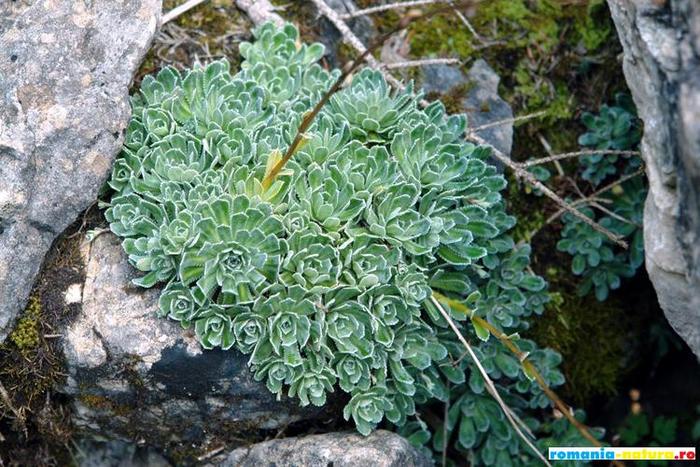 60_borbisor_sempervivum_sclehani - ceva natural