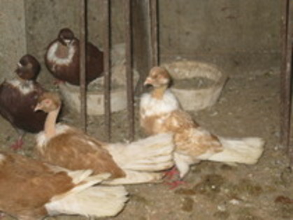 12183762_KUNIUEFQB - Gat-Golas