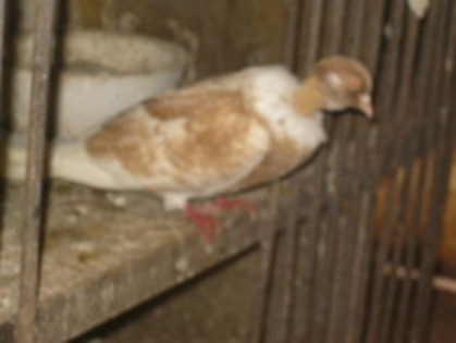 12184025_HUJTXVESA - Gat-Golas