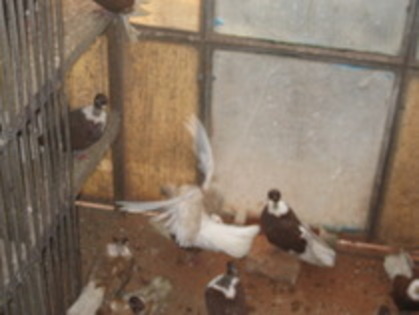 12184036_DOAJNTJXR - Gat-Golas