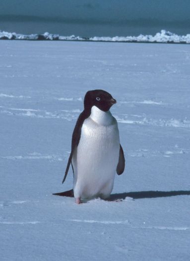 Adelie-Pinguin; pinguin
