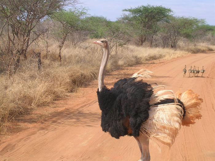 LeeA_ostriches_sm - animalutze