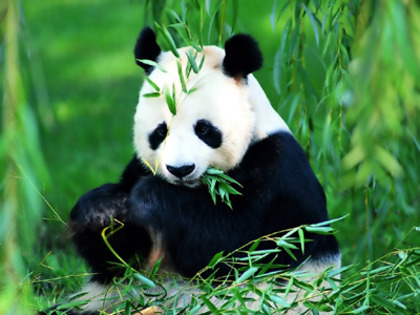 panda; ursul panda
