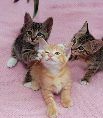 poze-dragute-pisici; cei trei frati
