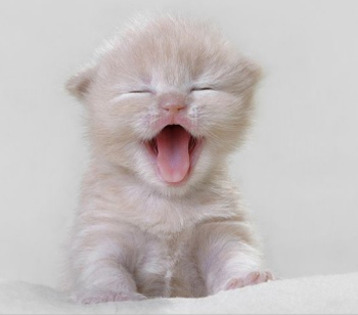 poze-dragute-pisici-animale-haioase-080815; cine este somnoros?
