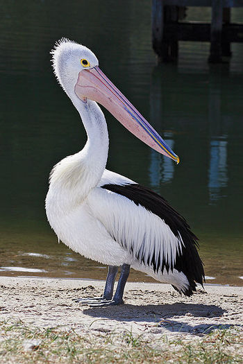 400px-pelican_lakes_entrance02-australian-pelican; am pofta de niste pesti
