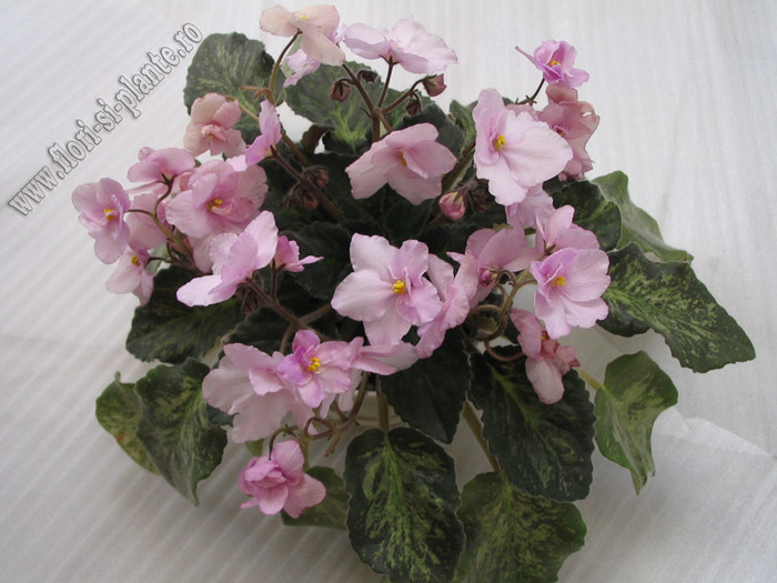 Saintpaulia Genetic Blush 13