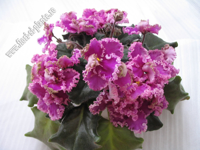 Saintpaulia Rosie Ruffles 13