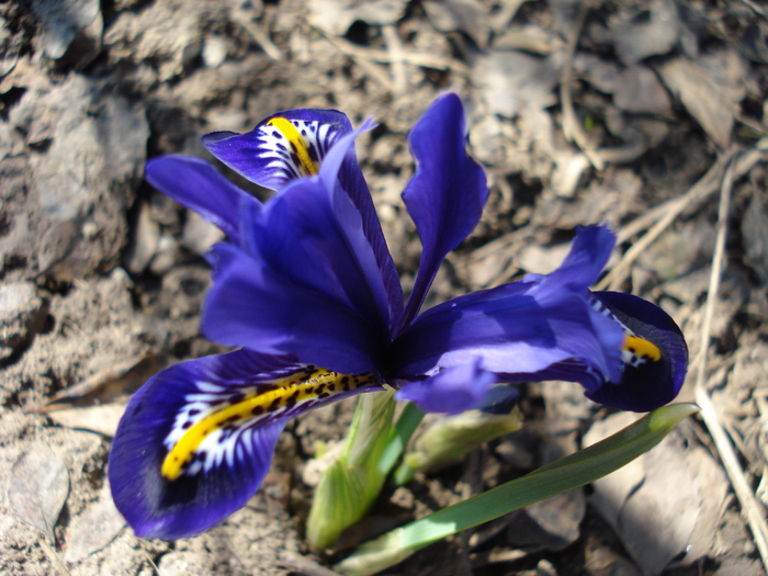 Iris reticulata Harmony (2010, March 20) - Iris reticulata Harmony