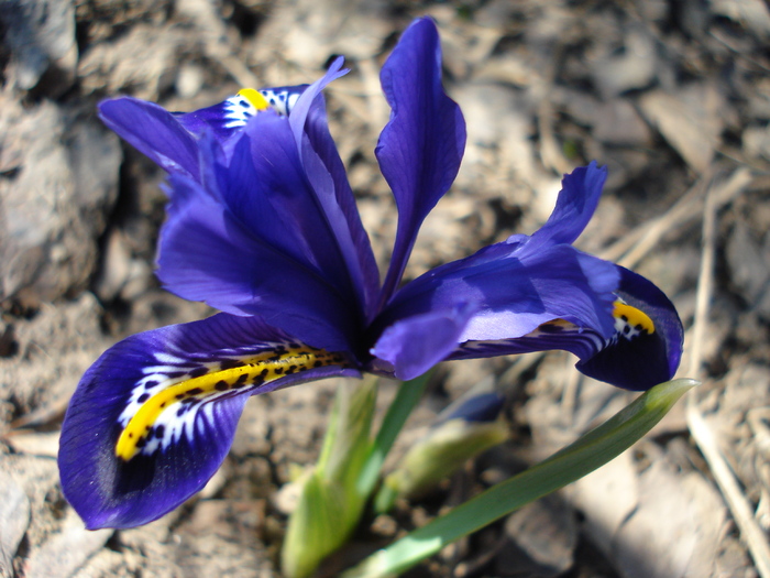 Iris reticulata Harmony (2010, March 20) - Iris reticulata Harmony