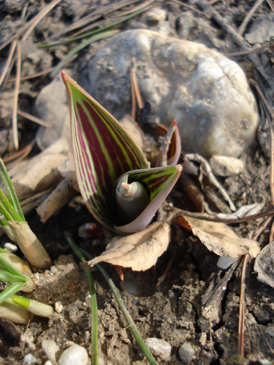 Tulips_Lalele (2010, March 19) - 03 Garden in March