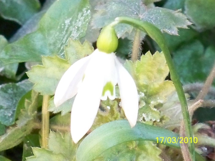 100_2189 - un album ff frumos