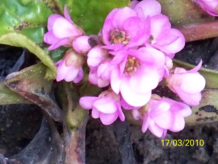 100_2237 - un album ff frumos