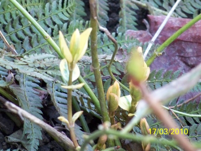 100_2243 - un album ff frumos