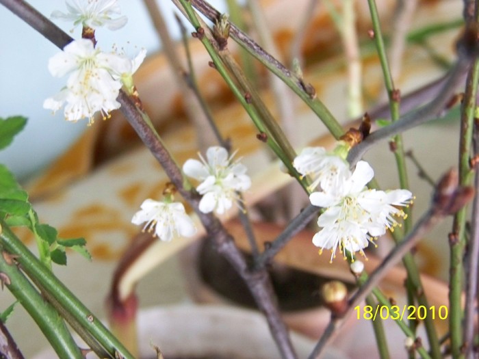 100_2316 - un album ff frumos