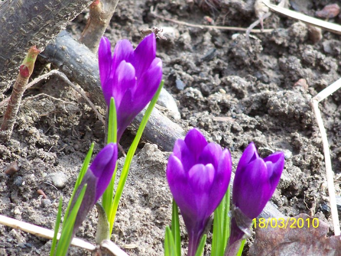 100_2321 - un album ff frumos