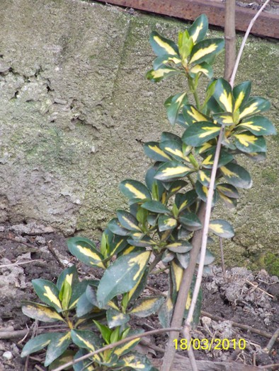 100_2326 - un album ff frumos