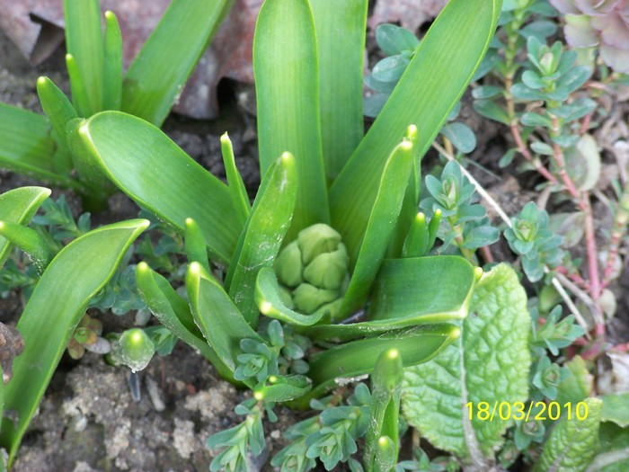 100_2333 - un album ff frumos