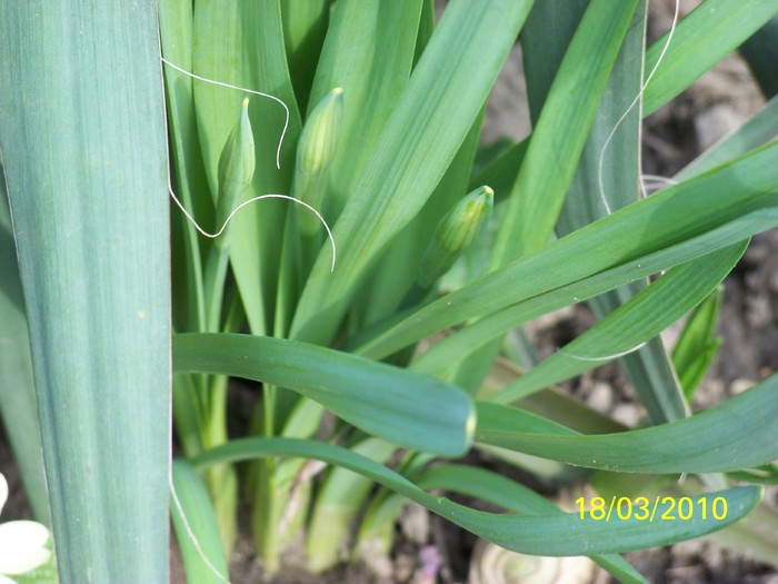 100_2341 - un album ff frumos