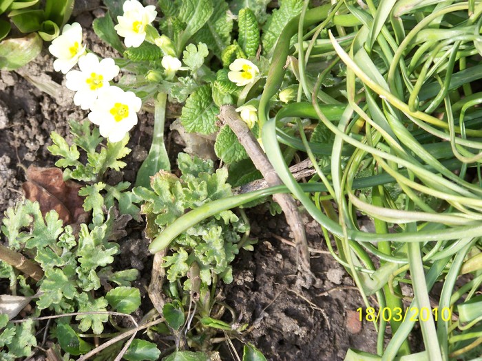 100_2346 - un album ff frumos