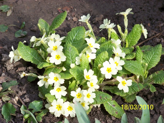 100_2349 - un album ff frumos